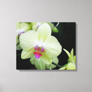 Gelbe grüne Orchidee Leinwanddruck