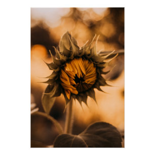 Gelbe Hardy Sonnenblume Kunst, Dichtung und Musik Poster