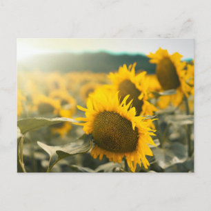 Gelbe Hardy Sonnenblume Kunst, Dichtung und Musik Postkarte