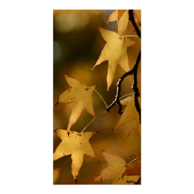 gelbe Herbstblätter Poster (Vorderseite)