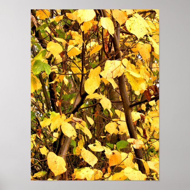 GELBE HERBSTBLÄTTER POSTER (Vorne)