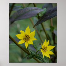 Gelbe Herbstblume