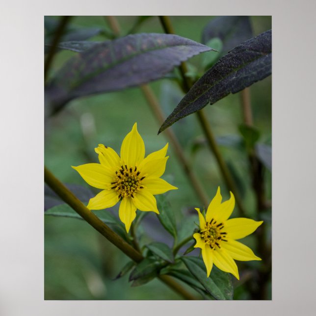 Gelbe Herbstblume Poster (Vorne)