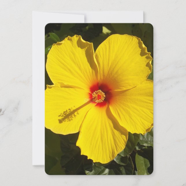 Gelbe Hibiskus Blume Einladung (Vorderseite)