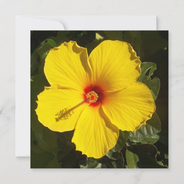 Gelbe Hibiskus Blume Einladung (Vorderseite)