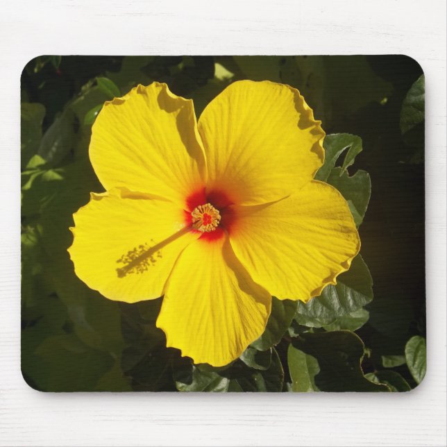 Gelbe Hibiskus Blume Mousepad (Vorne)