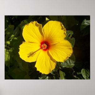 Gelbe Hibiskus Blume Poster