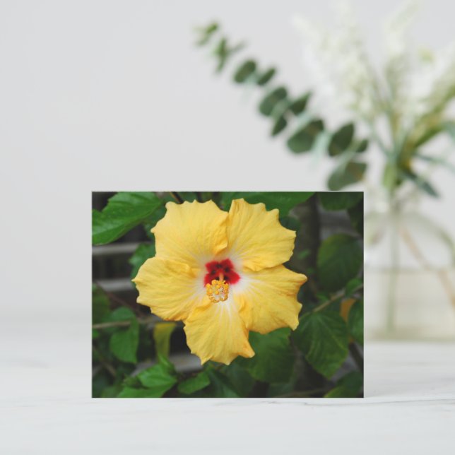 Gelbe Hibiskus Blume Postkarte (Stehend Vorderseite)