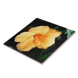Gelbe Hibiskus-Blumen-Fliese Fliese
