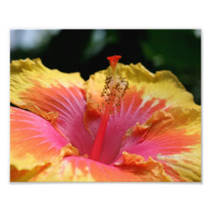 Gelbe Hibiskus Petals 10x8 Blume Fotodruck