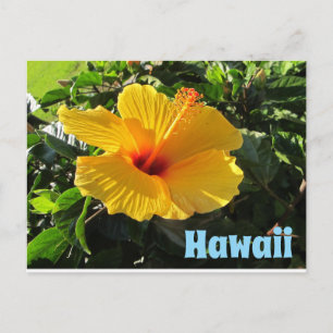 Gelbe Hibiskusblüte Hawaii Postkarte