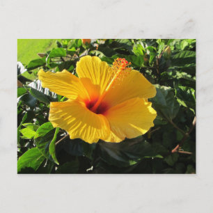 Gelbe Hibiskusblüten-Postkarte Postkarte