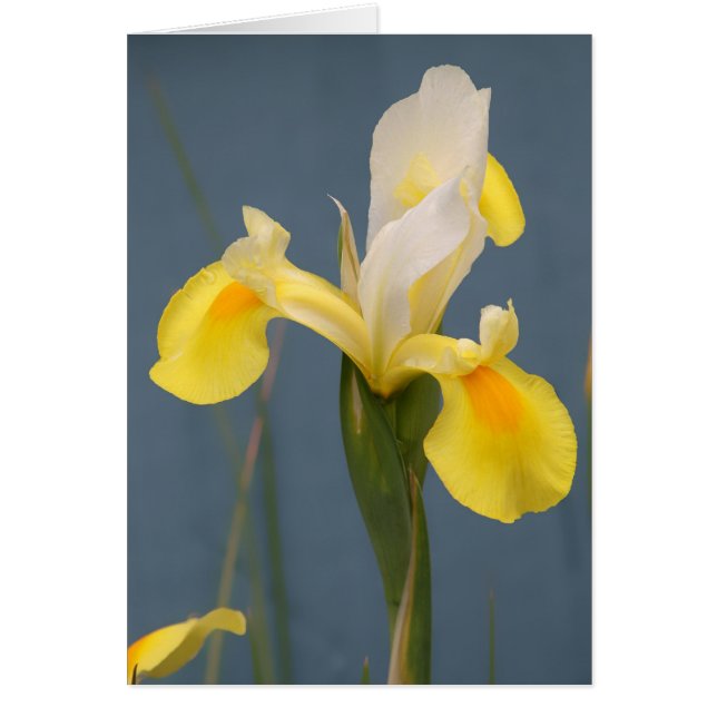 Gelbe Iris (Vorne)