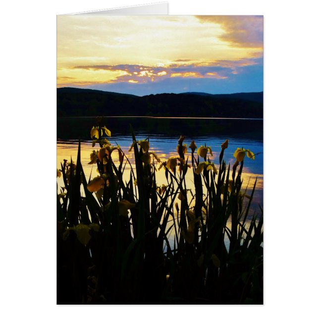 Gelbe Iris am Ufer des Arrowhad-Sees (Vorne)