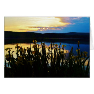 Gelbe Iris am Ufer des Arrowhad-Sees