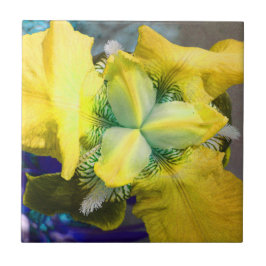 Gelbe Iris-Blume Fliese