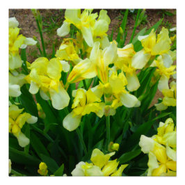 Gelbe Iris Blume Mix Perfektes Poster