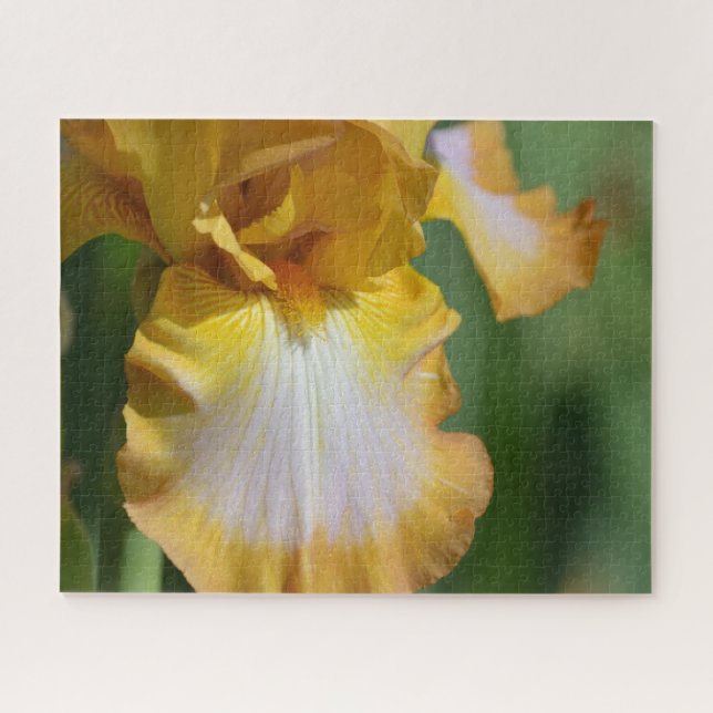 Gelbe Iris-Blume Puzzle (Horizontal)