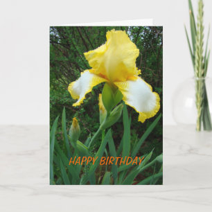 Gelbe Iris, Geburtstag Karte