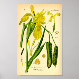 Gelbe Iris (Iris pseudacorus), drucken Poster