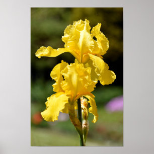 Gelbe Iris Poster