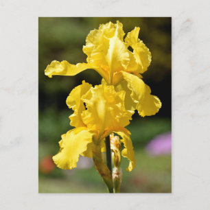 Gelbe Iris Postkarte