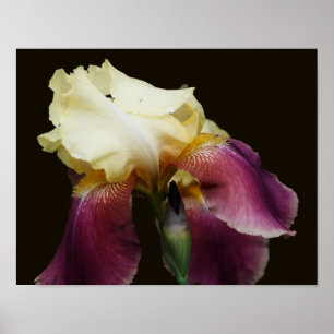 Gelbe Irisblume Blume Poster
