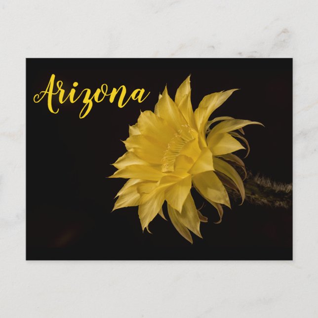 Gelbe Kakteen Blume in Blüte, Arizona Postkarte (Vorderseite)