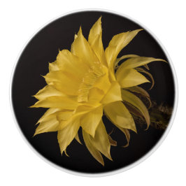 Gelbe Kakteen Blume in Blüte Keramikknauf