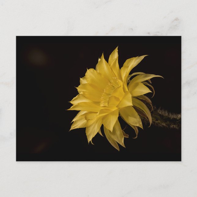 Gelbe Kakteen Blume in Blüte Postkarte (Vorderseite)