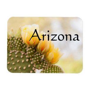 Gelbe Kakteen Blume während sie blühen, Arizona Magnet