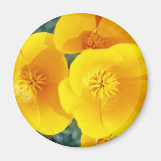 Gelbe kalifornische Pappkuchen in blühenden Blume Magnet