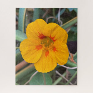 Gelbe Kapuzinerkresse, San Francisco Puzzle