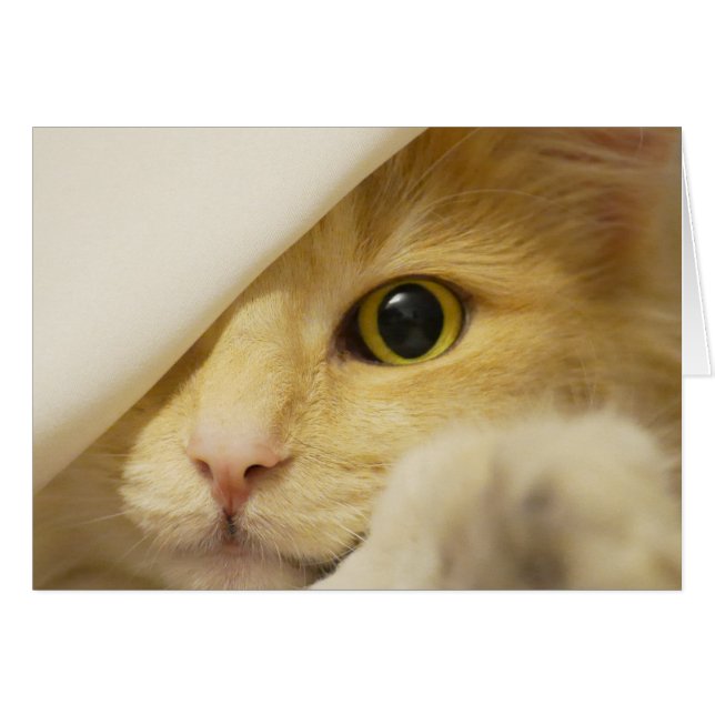 Gelbe Katze Peekout (Vorderseite (Horizontal))