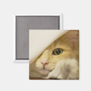 Gelbe Katze Peekout Magnet