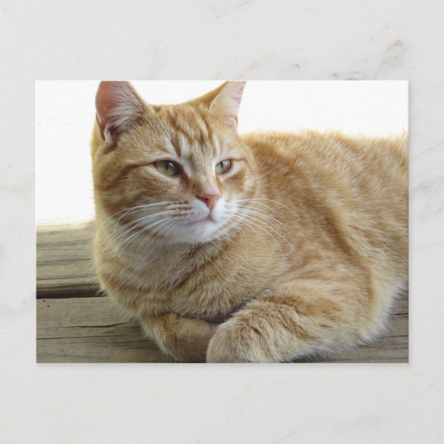 Gelbe Katze Postkarte (Vorderseite)