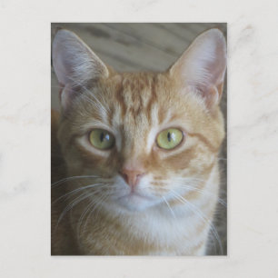 Gelbe Katze Postkarte