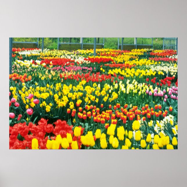 Gelbe Keukenhof-Greenhouses-Blume Poster (Vorne)