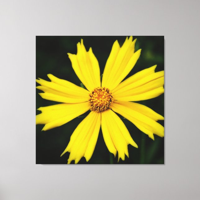 Gelbe Kosmos-Blume Nah-up Leinwanddruck (Vorderseite)