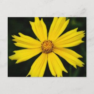 Gelbe Kosmos-Blume Nah-up Postkarte