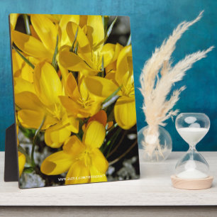 Gelbe Krokusblüten Fotoplatte