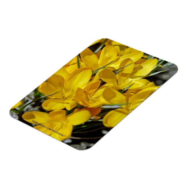 Gelbe Krokusblüten Magnet (Linke Seite)