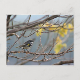 Gelbe Krummer-Postkarte Postkarte