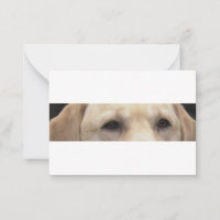 gelbe Labrador Augen
