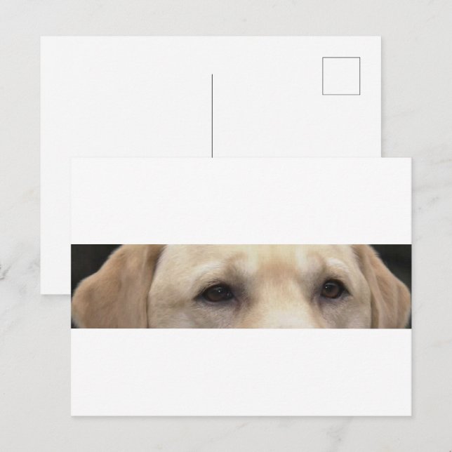 gelbe Labrador Augen Postkarte (Vorne/Hinten)