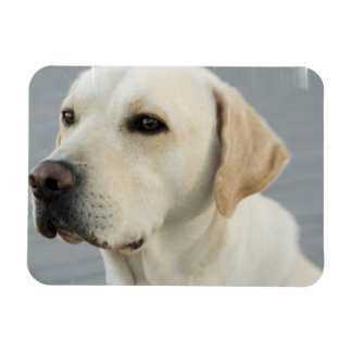 Gelbe Labrador Flexible Magnet