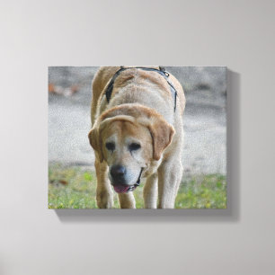 Gelbe Labrador Leinwanddruck