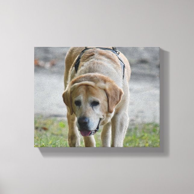 Gelbe Labrador Leinwanddruck (Vorderseite)