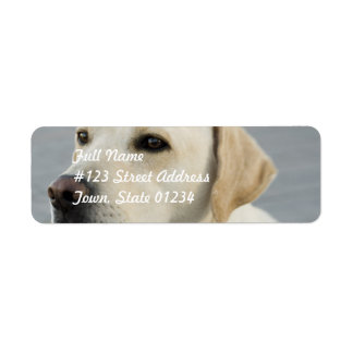 Gelbe Labrador-Mailing-Labels