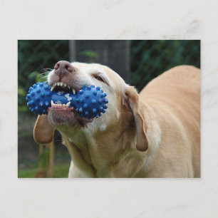 Gelbe Labrador mit Spielzeug Postkarte